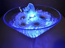 butterfly in martini display